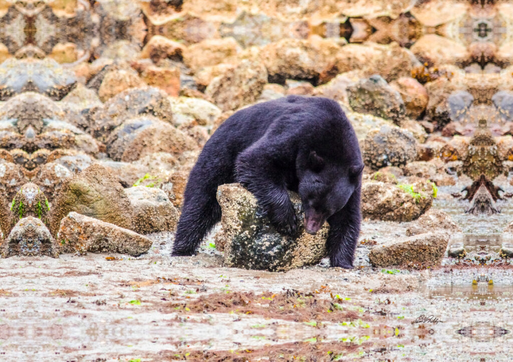 Bear digging for clams