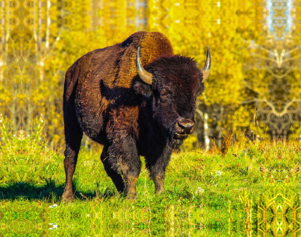Elk Island Park Bison