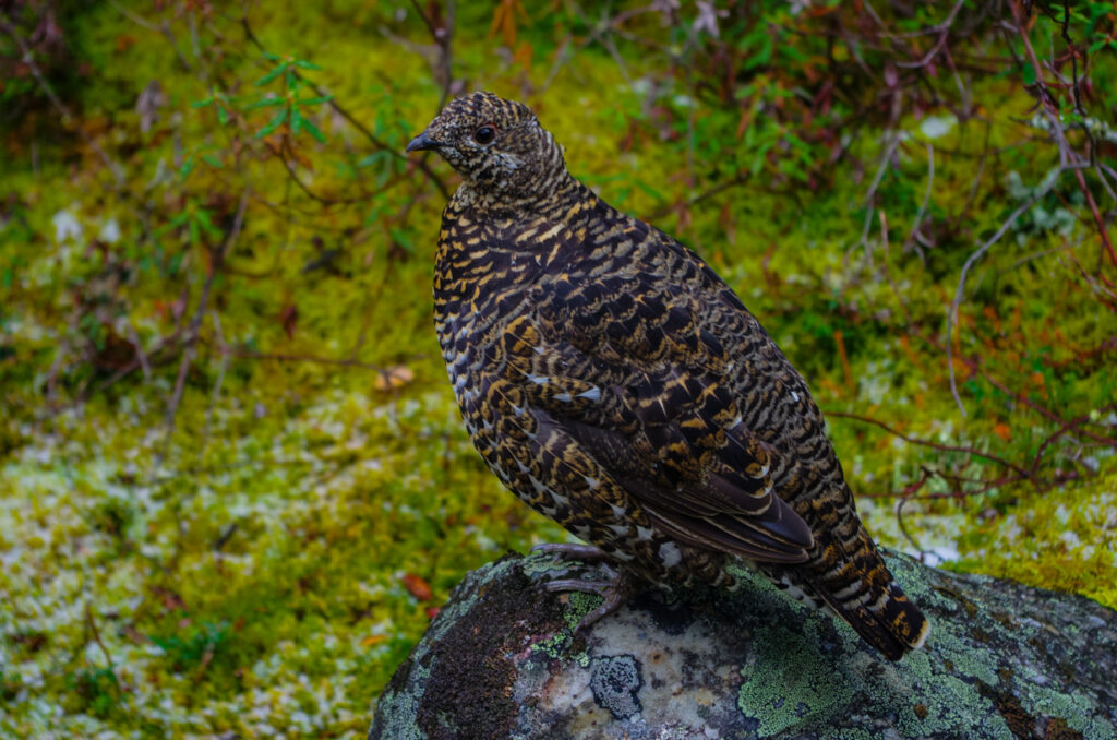 Grouse in the woods