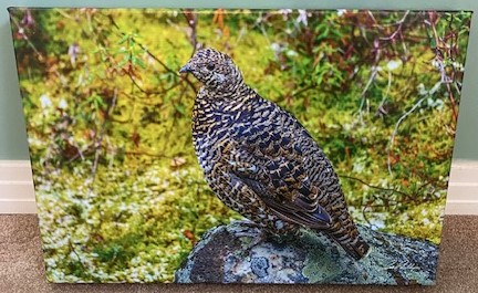 Tonquin Valley Grouse